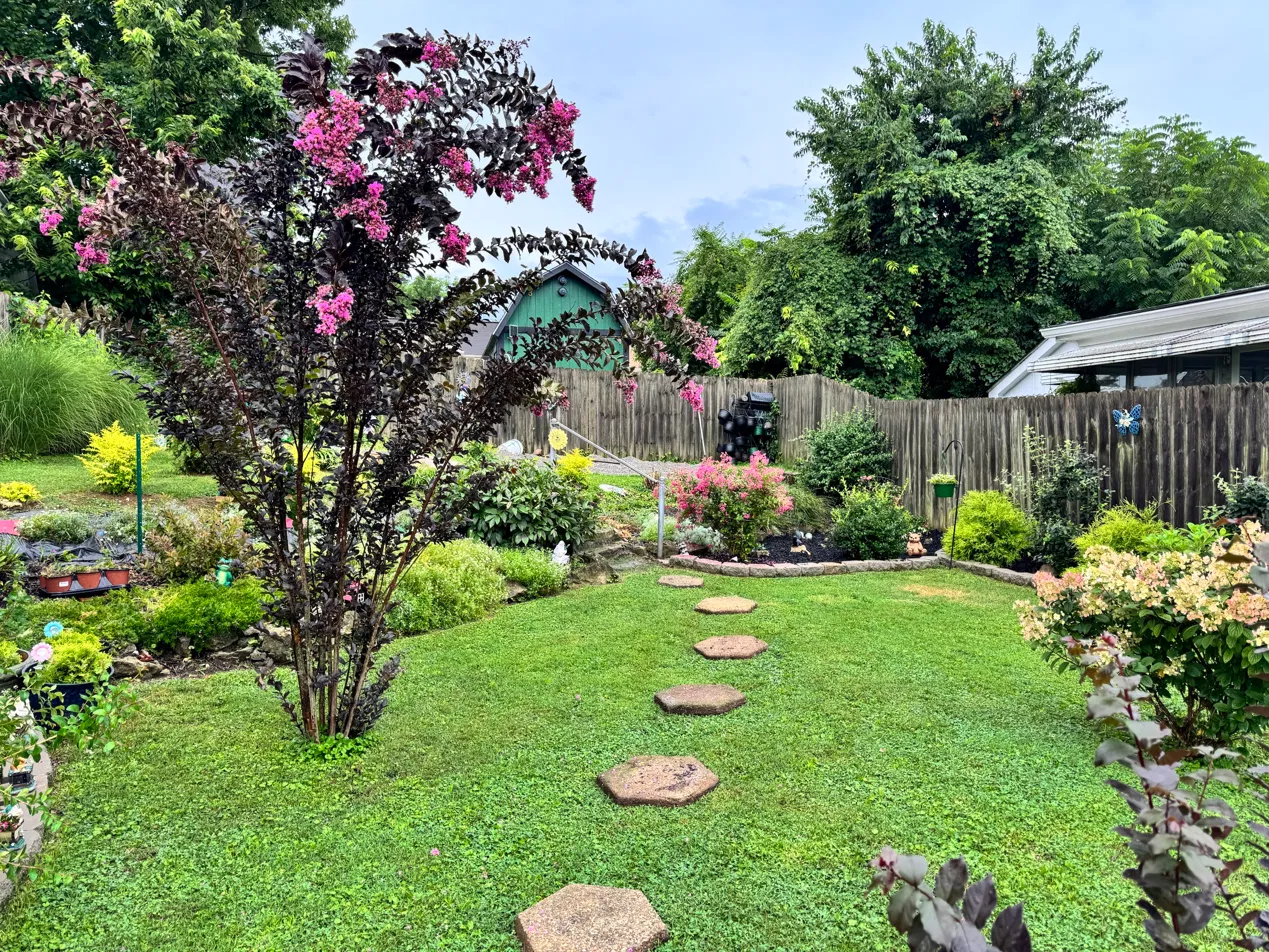 Crape myrtle and the green barn in the garden